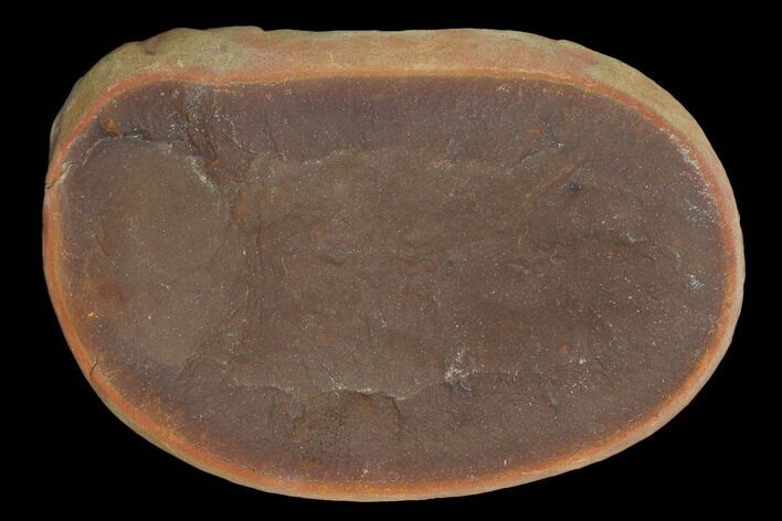 Fossil Jellyfish (Essexella) In Ironstone, Pos/Neg - Illinois #120910